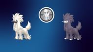 Regular and shiny Furfrou (Image via TPC)